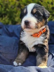Bernese mountain puppies! - Photo 2