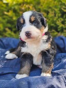 Bernese mountain puppies! - Photo 3