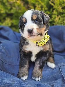 Bernese mountain puppies! - Photo 4