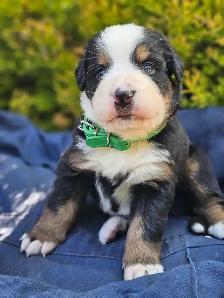Bernese mountain puppies! - Photo 5