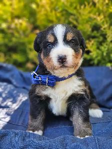 Bernese mountain puppies! - Photo 6