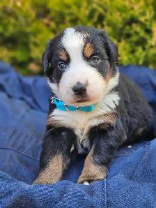 Bernese mountain puppies! - Photo 7