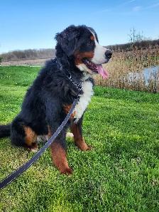 Bernese mountain puppies! - Photo 8
