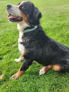 Bernese mountain puppies! - Photo 9