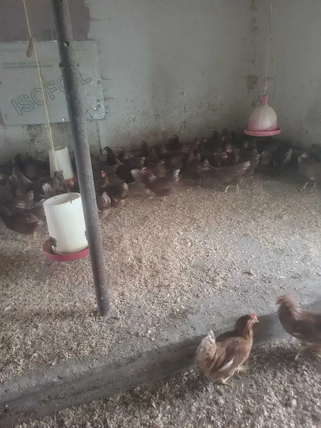poule brune