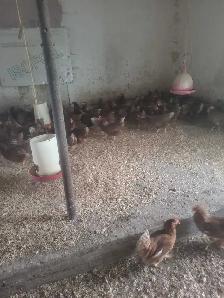 poule brune
