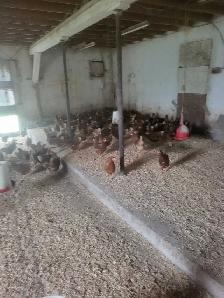 poule brune - Photo 2