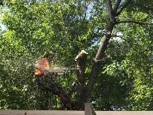 Tree Removal Labourer Needed Asap - Photo 2