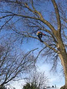 Tree Removal Labourer Needed Asap - Photo 3