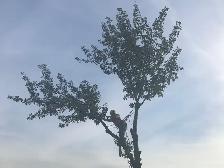 Tree Removal Labourer Needed Asap - Photo 4