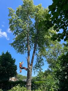 Tree Removal Labourer Needed Asap - Photo 5