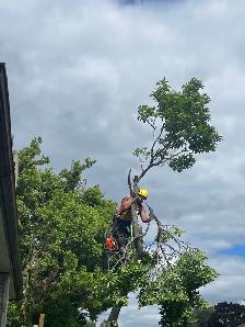 Tree Removal Labourer Needed Asap - Photo 7