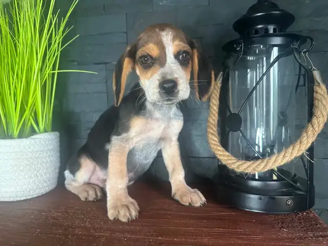chiot beagle blue tick (couleur rare)