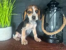 chiot beagle blue tick (couleur rare)
