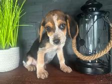 chiot beagle blue tick (couleur rare) - Photo 2
