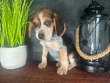 chiot beagle blue tick (couleur rare) - Photo 3