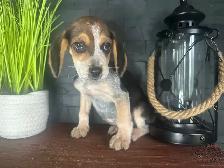chiot beagle blue tick (couleur rare) - Photo 4
