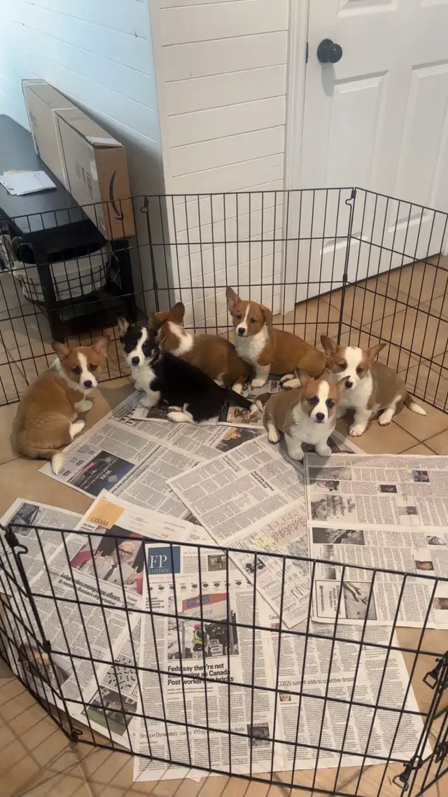 Corgi puppies