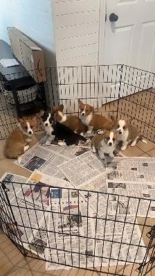 Corgi puppies