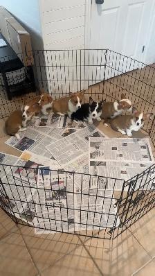 Corgi puppies - Photo 2