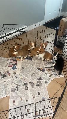 Corgi puppies - Photo 3