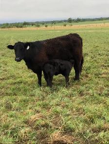 First Calf Heifer Pairs