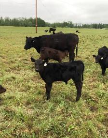 First Calf Heifer Pairs - Photo 2