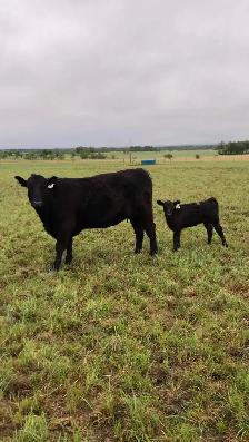 First Calf Heifer Pairs - Photo 3