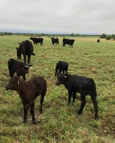 First Calf Heifer Pairs - Photo 4