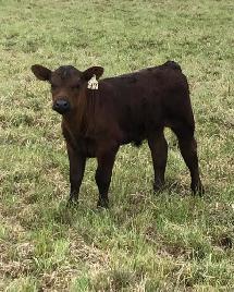First Calf Heifer Pairs - Photo 5