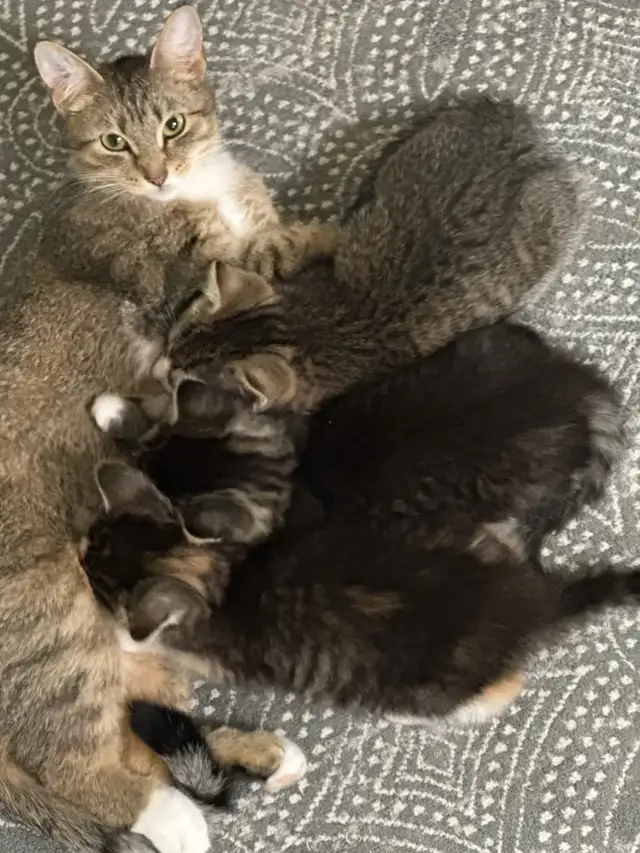 kittens for sale