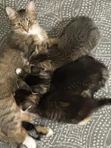 kittens for sale