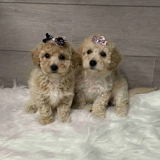 Bichonpoo puppies