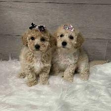 Bichonpoo puppies
