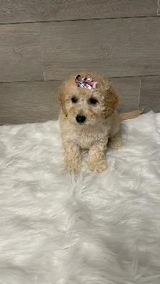 Bichonpoo puppies - Photo 2