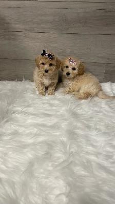Bichonpoo puppies - Photo 3