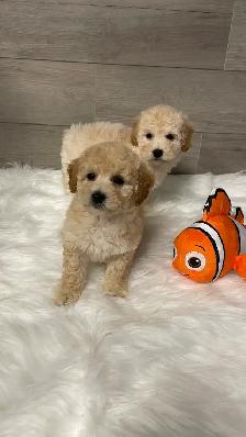 Bichonpoo puppies - Photo 4