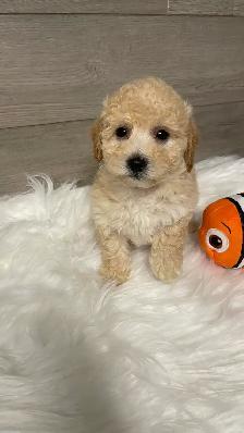 Bichonpoo puppies - Photo 5