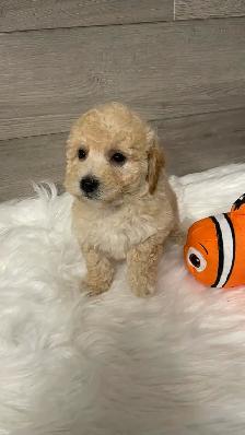 Bichonpoo puppies - Photo 6