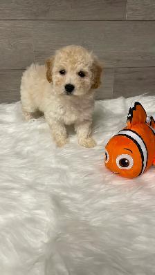 Bichonpoo puppies - Photo 7