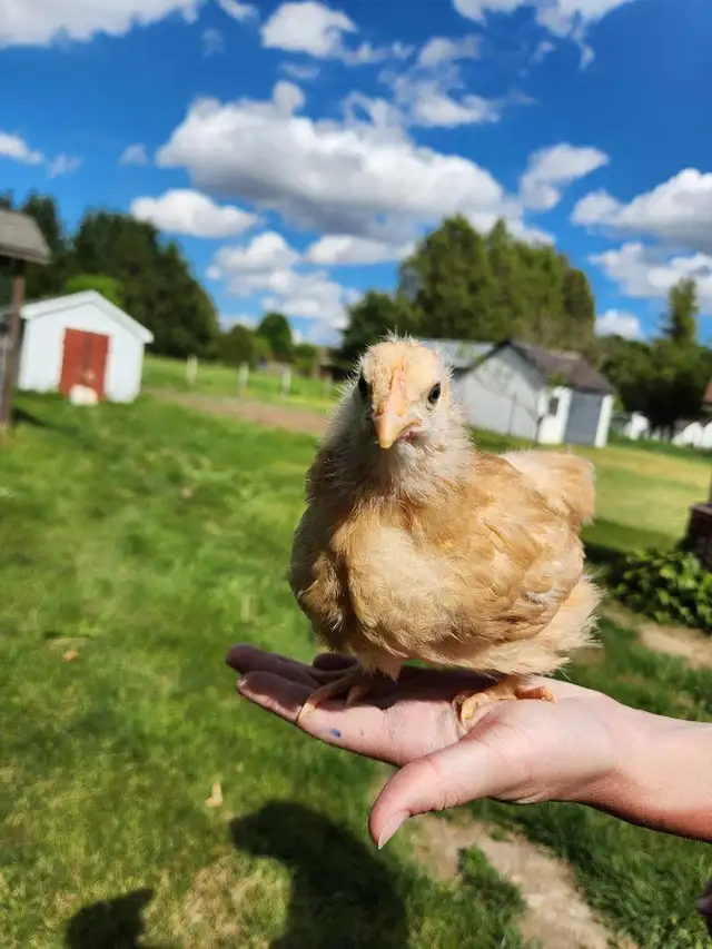 Female buff Orpington!