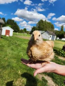 Female buff Orpington!