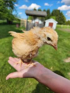 Female buff Orpington! - Photo 2