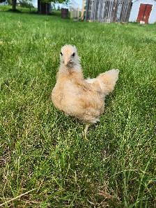 Female buff Orpington! - Photo 3
