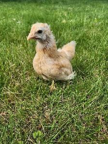 Female buff Orpington! - Photo 4