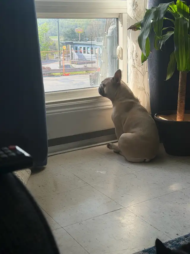 French Bulldog Looking for the Right Home