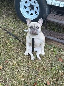 French Bulldog Looking for the Right Home - Photo 2