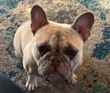 French Bulldog Looking for the Right Home - Photo 4
