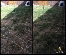 Dog Poop Cleanup & Yard Deodorizing Service - Photo 4