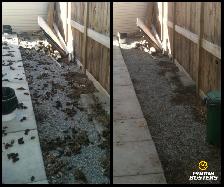Dog Poop Cleanup & Yard Deodorizing Service - Photo 5